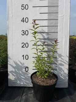 Спирея японская Фробели (Froebelii)