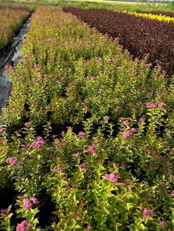 Спирея японская Фробели (Froebelii)