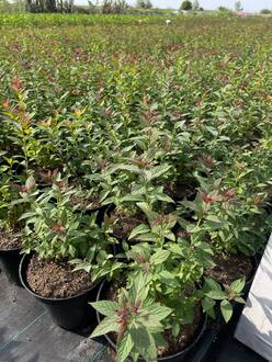 Спирея японская Фробели (Froebelii)