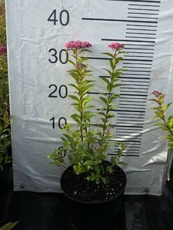 Спирея японская Фробели (Froebelii)