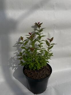 Спирея японская Фробели (Froebelii)