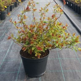 Спирея японская Фробели (Froebelii)