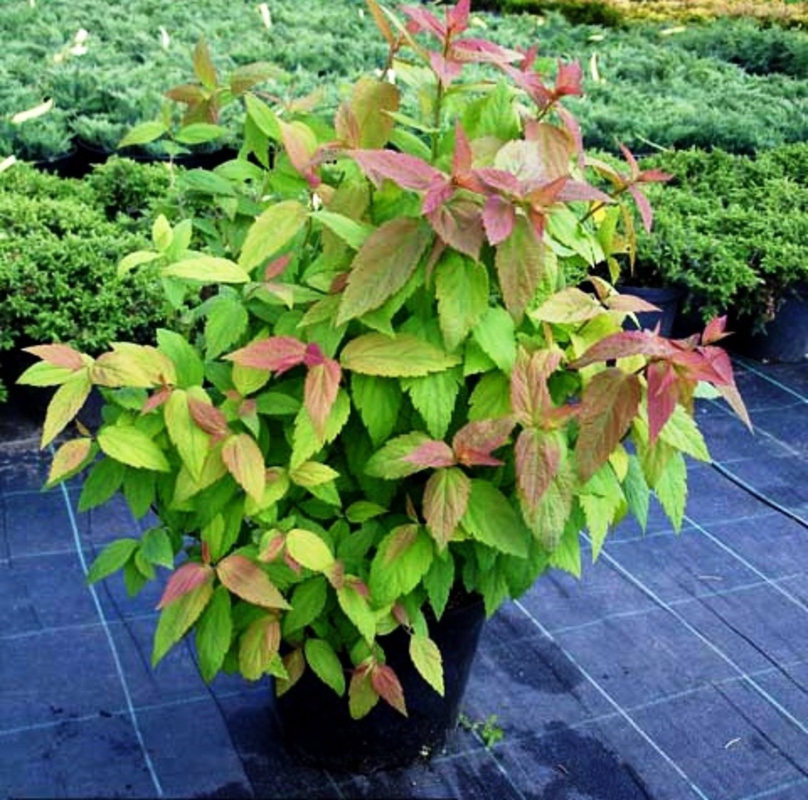 Спирея японская Зигунерблют (Zigeunerblut)