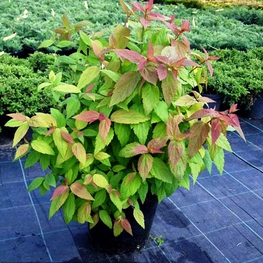 Спирея японская Зигунерблют (Zigeunerblut)