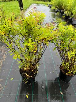 Спирея японская Широбана (Shirobana)