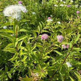 Спирея японская Широбана (Shirobana)