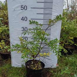 Спирея японская Широбана (Shirobana)