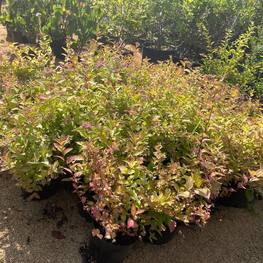 Спирея ниппонская Сноумаунд (Snowmound)