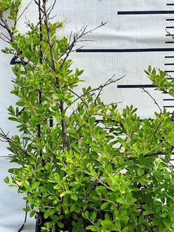 Спирея ниппонская Сноумаунд (Snowmound)