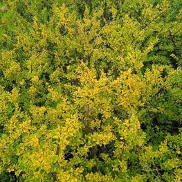 Спирея ниппонская Сноумаунд (Snowmound)