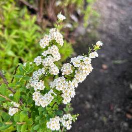 Спирея ниппонская Сноумаунд (Snowmound)