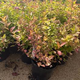 Спирея ниппонская Сноумаунд (Snowmound)