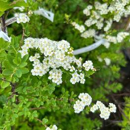 Спирея ниппонская Сноумаунд (Snowmound)