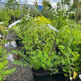 Спирея ниппонская Сноумаунд (Snowmound)