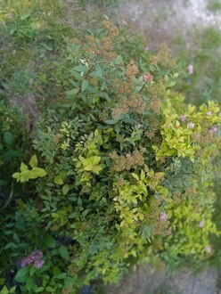 Спирея японская Голден Принцесс (Golden Princess)