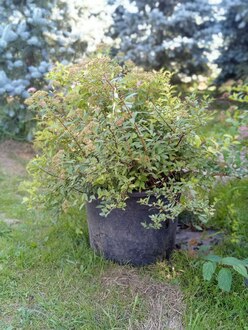 Спирея японская Голден Принцесс (Golden Princess)