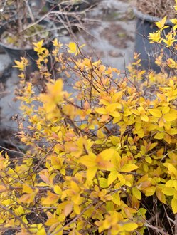 Спирея японская Голден Принцесс (Golden Princess)