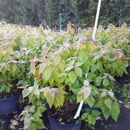 Спирея японская Макрофилла (Macrophylla)