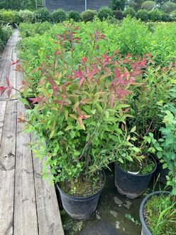 Спирея японская Макрофилла (Macrophylla)