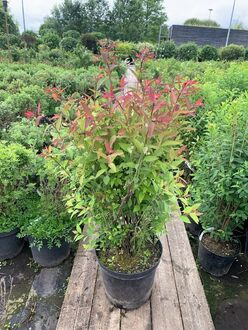 Спирея японская Макрофилла (Macrophylla)