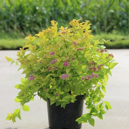 Спирея японская Канделайт (Candlelight)