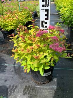 Спирея японская Меджик Карпет (Magic Carpet)