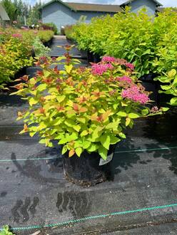 Спирея японская Меджик Карпет (Magic Carpet)