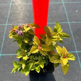 Спирея японская Меджик Карпет (Magic Carpet)