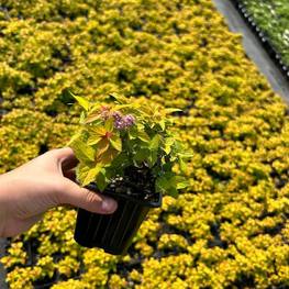 Спирея японская Меджик Карпет (Magic Carpet)