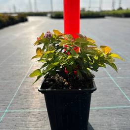 Спирея японская Меджик Карпет (Magic Carpet)