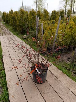 Спирея японская Файерлайт (Firelight)