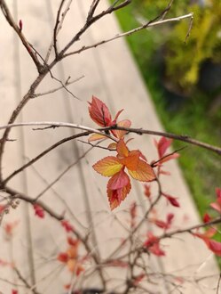 Спирея японская Файерлайт (Firelight)