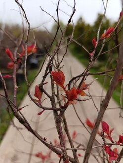 Спирея японская Файерлайт (Firelight)