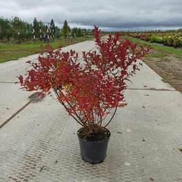 Спирея японская Файерлайт (Firelight)