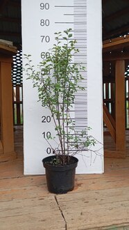 Спирея Вангутта (Vanhouttei)