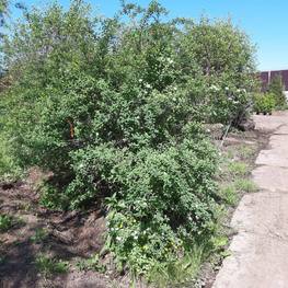 Спирея Вангутта (Vanhouttei)