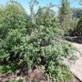 Спирея Вангутта (Vanhouttei)