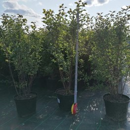 Спирея Вангутта (Vanhouttei)