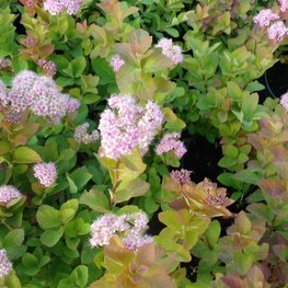 Спирея березолистная Спирея бетулифолия (Spiraea betulifolia)