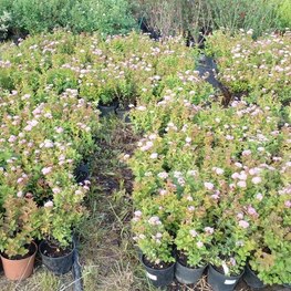 Спирея березолистная Спирея бетулифолия (Spiraea betulifolia)