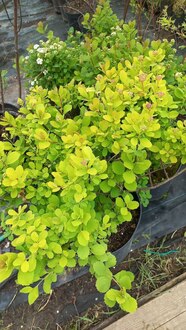 Спирея березолистная Спирея бетулифолия (Spiraea betulifolia)