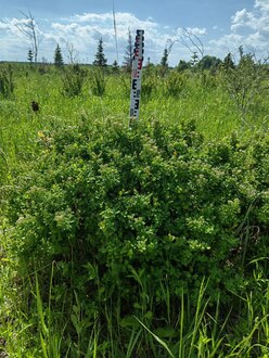 Спирея березолистная Спирея бетулифолия (Spiraea betulifolia)