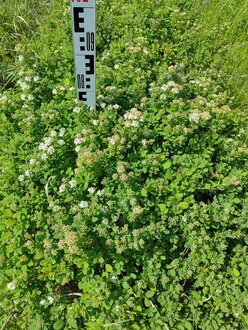 Спирея березолистная Спирея бетулифолия (Spiraea betulifolia)