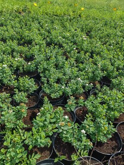 Спирея березолистная Спирея бетулифолия (Spiraea betulifolia)