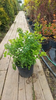 Спирея березолистная Спирея бетулифолия (Spiraea betulifolia)