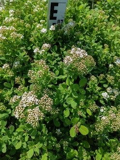 Спирея березолистная Спирея бетулифолия (Spiraea betulifolia)