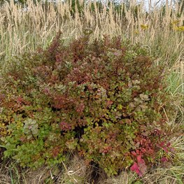 Спирея березолистная Спирея бетулифолия (Spiraea betulifolia)