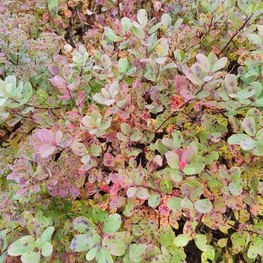 Спирея березолистная (Spiraea betulifolia)