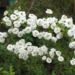 Спирея сливолистная Спирея прунифолия (Spiraea prunifolia)