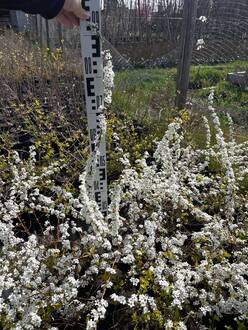 Спирея сливолистная Спирея прунифолия (Spiraea prunifolia)